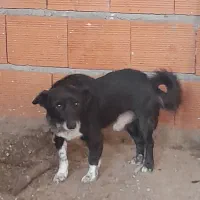 سگ پاکوتاه|سگ|بهشهر, |دیوار