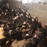 فروش  ۱۵۰ بوقلمون نر ۵ ماهه برنز|حیوانات مزرعه|اهر, |دیوار