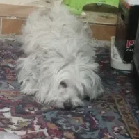 جفت سگنروماده خوشگل ودوست داشتنی|سگ|بهبهان, |دیوار