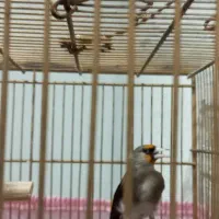 سهره نر دو رگ