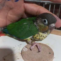 طوطی سرلاکی راهب ، خورشیدی ، ملنگو|پرنده|اردبیل, |دیوار