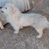 سگ اشپیتز و شتیزو|سگ|مشهد, بهمن|دیوار