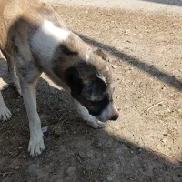 سگ فروشی|سگ|شیروان (خراسان), |دیوار