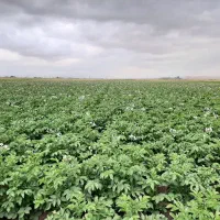 کود یا پلت مرغی ارگانیک  ( آرگومیکس) ۲۵ک|خدمات باغبانی و درختکاری|اردبیل, |دیوار