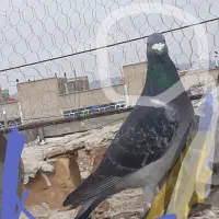 کفتر|پرنده|درمیان, |دیوار