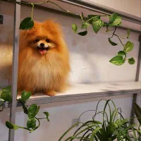 سگ پامر کیفیت بالا