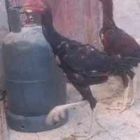 ل ا ر ی لاری  جوجه خروس لاری|حیوانات مزرعه|زاهدان, |دیوار