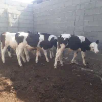 فروش سیمینتال