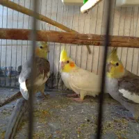 عروس هلندی