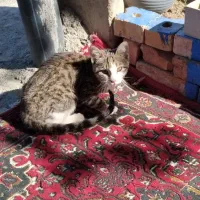 گربه ملوس وزرنگ باهوش|گربه|ارومیه, |دیوار