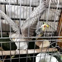 عروس هلندی مولد|پرنده|مبارکه, |دیوار