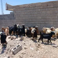 بز نر پلواری
