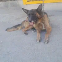 سگ ژرمن اصل حرف گوش کن  مهربان|سگ|خسروشاه, |دیوار