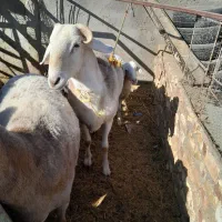 بره نر چینی