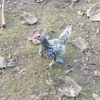 مرغ خروس سیبرایت (چینی)|حیوانات مزرعه|کوچصفهان, |دیوار