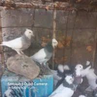 کبوتر طوقی