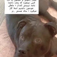 امریکن بولی اصل پیت بول