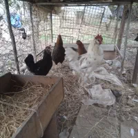 خروس و مرغ گلین