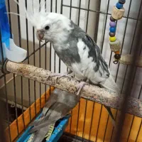 عروس هلندی مولد|پرنده|ماکو, |دیوار