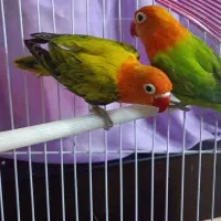 طوطی برزیلی یوینگ|پرنده|ری, دولت‌آباد|دیوار