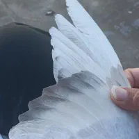 حلزون|خزنده|گناباد, |دیوار