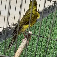 فروش قناری سبز