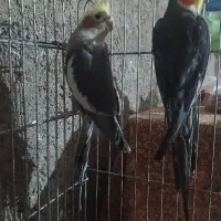 عروس هلندی|پرنده|نگین شهر, |دیوار