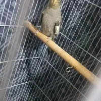 جوجه عروس نر|پرنده|بم, |دیوار