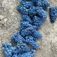 نهال انگور سیاه دیم و بوته توت فرنگی