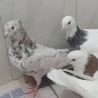 فروشی کفتر.فروش باهمه|پرنده|اسدآباد, |دیوار