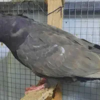 چندتا کفتر نرو ماده|پرنده|شیراز, وزیرآباد|دیوار