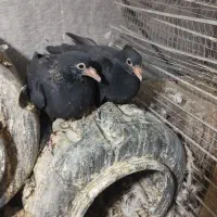 نرو ماده کلاغ اصل کرمونی|حیوانات|کرمان, |دیوار