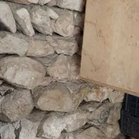 یه جفت کبوتر شازده بل یه طوقی.