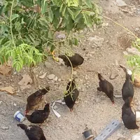 مرغ تخمگذار