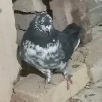 تهرانی|پرنده|بشاریات, |دیوار