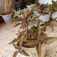 گل و گیاه|گل و گیاه طبیعی|ابهر, |دیوار