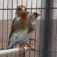 سهره قناری نشان‌دار