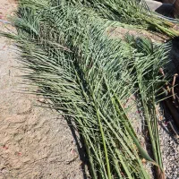 پیش و برگ درخت نخل