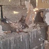 کفتر جفتی|پرنده|صباشهر, |دیوار