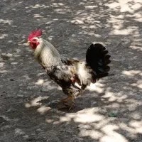 خرووس
