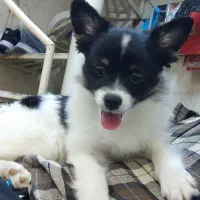 روباهی|سگ|تهران, ائمه اطهار|دیوار