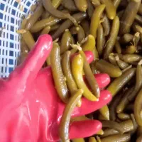 انواع خیارشور ارزان