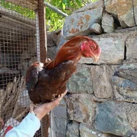 یه خروس لاری ۸ماه سالم سالم