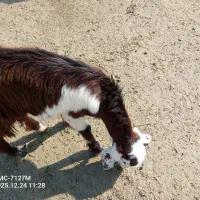 بز و گوسفند