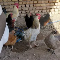 شش تا خروس درجه یک مرغگیر