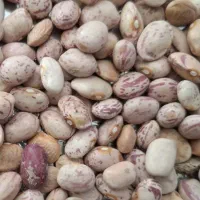 لوبیا چتی کوشا