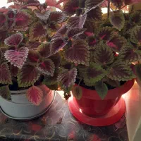 گل های طبیعی زیبا|گل و گیاه طبیعی|دشتابی, |دیوار