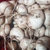 شلغم|حراج|خوسف, |دیوار