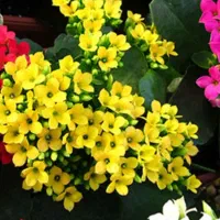 گیاه گلدار کالانکوئه