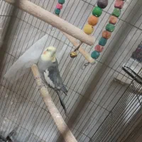 عروس هلندی|پرنده|فرخ‌شهر, |دیوار